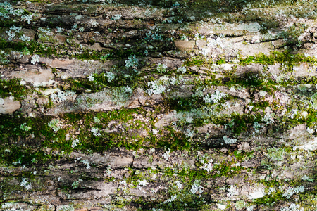 Texture of tree bark with green moss, background