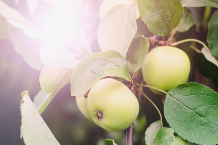Unripe green apples on a branch in the garden on a sunset background close upの写真素材