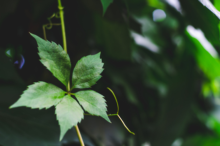 Green leaf of decorative grapes on a background of dark greeneryの写真素材
