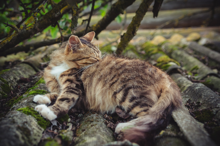 A colored tabby cat licks its fur on an old roof covered with mossの写真素材