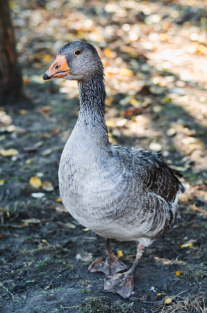 Young gray domestic goose in farmer's aviaryの写真素材