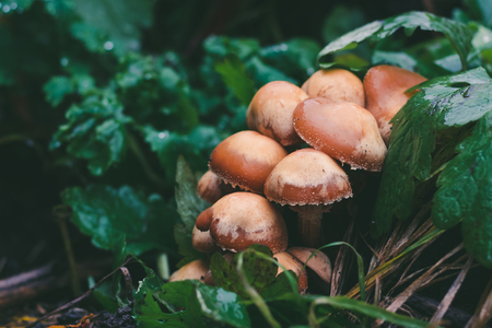 Wild mushroomsの写真素材