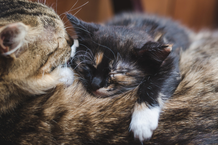 A little black kitten with white and red spots is sleeping on the back of his mother.の写真素材