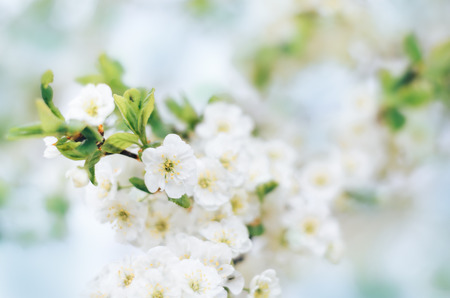 Blooming plum tree branches with white flowers in a fruit garden against a blue sky, soft focus