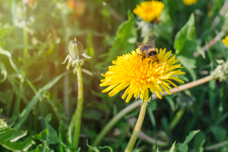 A striped bumblebee collects pollen from a yellow dandelion in a green meadow on a spring sunny day.の写真素材