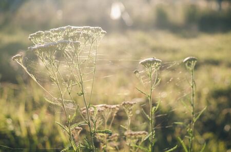 Grass yarrow in spiderweb on a green meadow in the rays of the setting sun. Late summer. Early autumn. Soft focusの写真素材