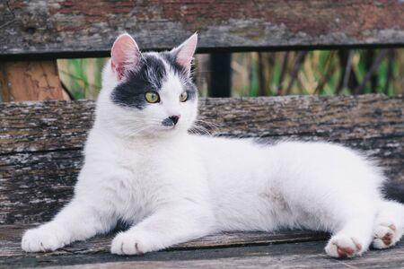 A young white beautiful cat with gray spots on his head and nose lies on an old wooden bench and...
