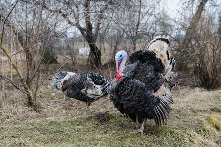 Adult turkeys with dark feathers in a spring gardenの写真素材