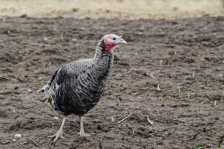 Young gray turkey on a spring pasture