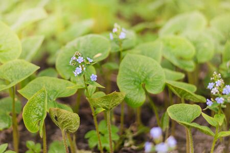 Spring forest glade in small lilac flowers, selective focusの写真素材
