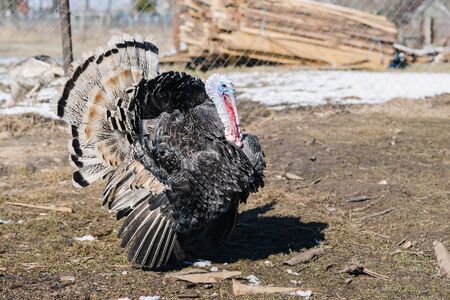Beautiful turkey with black and white feathers, close-upの写真素材