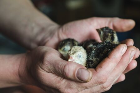 Three newborn turkey sleeping in the caring hands of a farmer, soft focusの写真素材