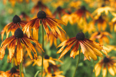 Black-eyed Susan on a flower bed in a park close up, selective focusの写真素材