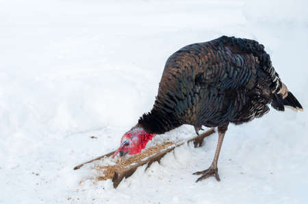 Young black iridescent turkey eating grains on winter grazing close upの写真素材