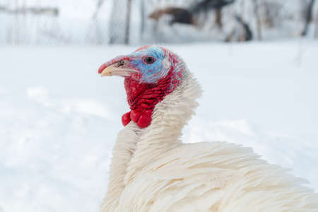 Young white turkey on winter grazing close upの写真素材