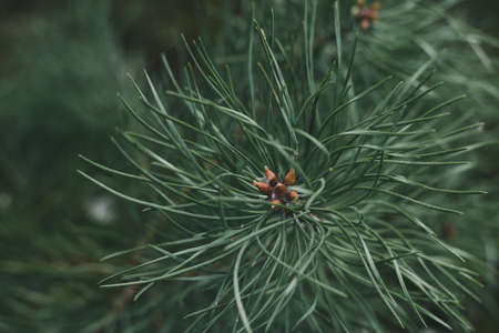 Beautiful pine branch with buds in the evening forest, soft focus. Clean and healthy air conceptの写真素材