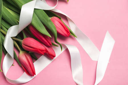 Pink tulips with white ribbon on pink background, soft focusの写真素材