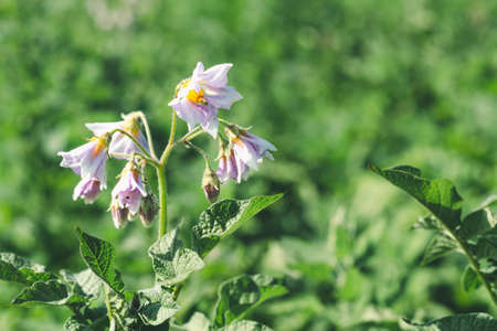 Lilac flowers of potatoes on a farm field on a sunny day close upの写真素材
