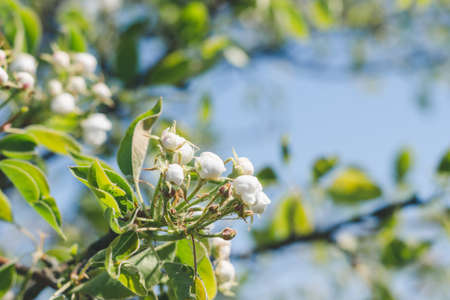 Flowering pear tree branch with white flowers and buds on a spring sunny day, selective focusの写真素材