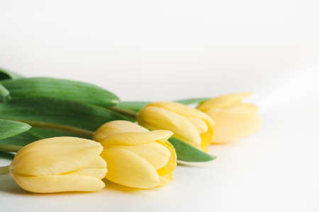 Bouquet of yellow tulips on a white background close up with copy space, selective focusの写真素材