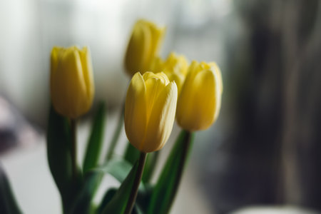 Bouquet of yellow tulips in a dark room with natural light, soft focusの写真素材