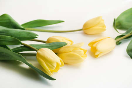 Beautiful yellow tulips on a white background, soft focusの写真素材
