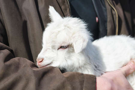 Newborn white goat in the hands of a farmer, close-upの写真素材