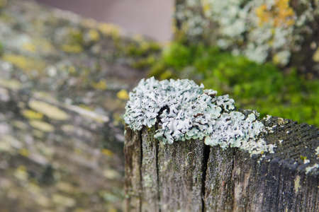 Gray lichen on an old wooden fence, close-upの写真素材