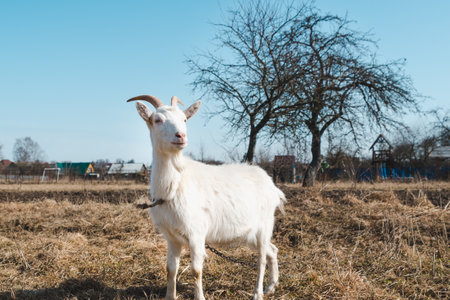 Young white horned goat on a pasture on a bright sunny dayの写真素材