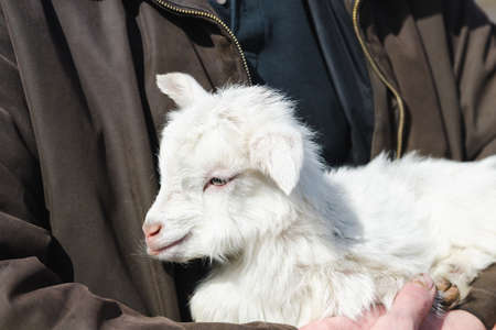 White cute little newborn goat in the hands of a farmerの写真素材