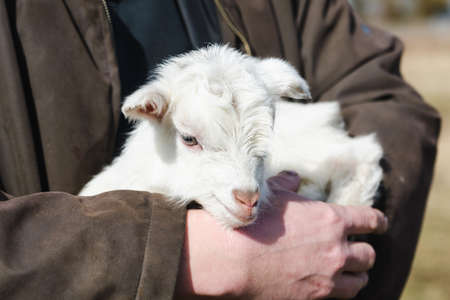 White little newborn goat in male handsの写真素材