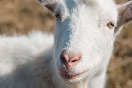 Head of a white goat in the pasture. Animal nose close up, selective focusの写真素材