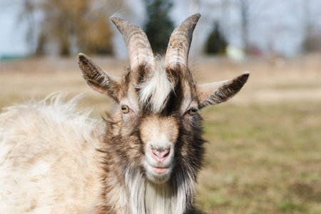 Young horned goat with white and brown hair on a pasture on a bright sunny dayの写真素材