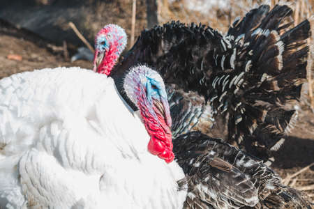 White and black iridescent turkeys on a farm yard on a spring sunny day, selective focusの写真素材