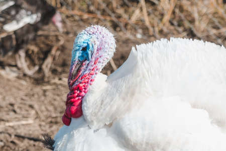 White turkey on a farm yard on a spring sunny day close upの写真素材
