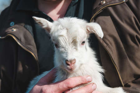 White little newborn goat in male handsの写真素材