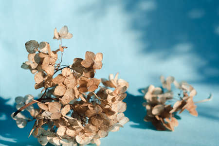 Branches of dry hydrangea flowers on a blue background in bright natural lightの写真素材