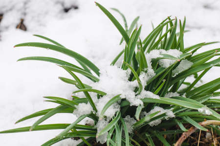 Green sprouts of daffodils covered with April snow, selective focusの写真素材