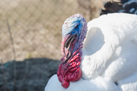 White turkey on a farm yard on a sunny day close upの写真素材