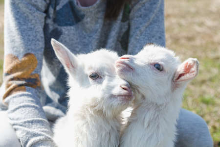 Two funny little white goats in the hands of a girl on a sunny day