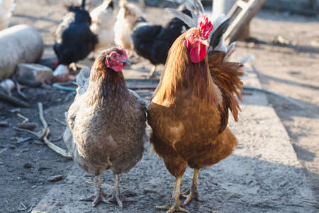 Ginger rooster and gray hen on the path of the farm yard