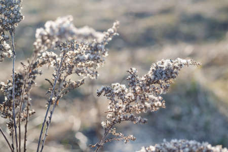 A branch of a dry plant in the backlight of the evening sunlightの写真素材