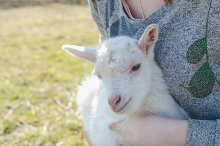 Little white goatlings in the hands of a girl on a sunny day