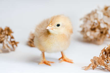 Red newborn chicken and dry hydrangea on white backgroundの写真素材