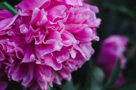 Pink peony flower close up, soft focusの写真素材