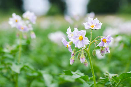 Lilac flowers of potatoes on a farm field close upの写真素材