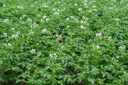 A farm potato field with light purple flowers. Natural and organic farming.の写真素材
