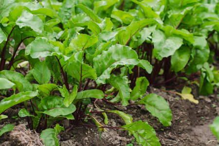 Young red table beet in a garden bedの写真素材