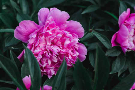 Pink peony flower close up, soft focusの写真素材