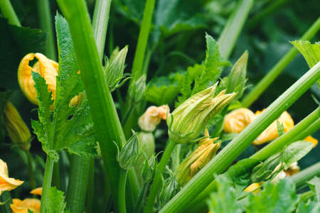 Zucchini with yellow flowers in the garden close-upの写真素材